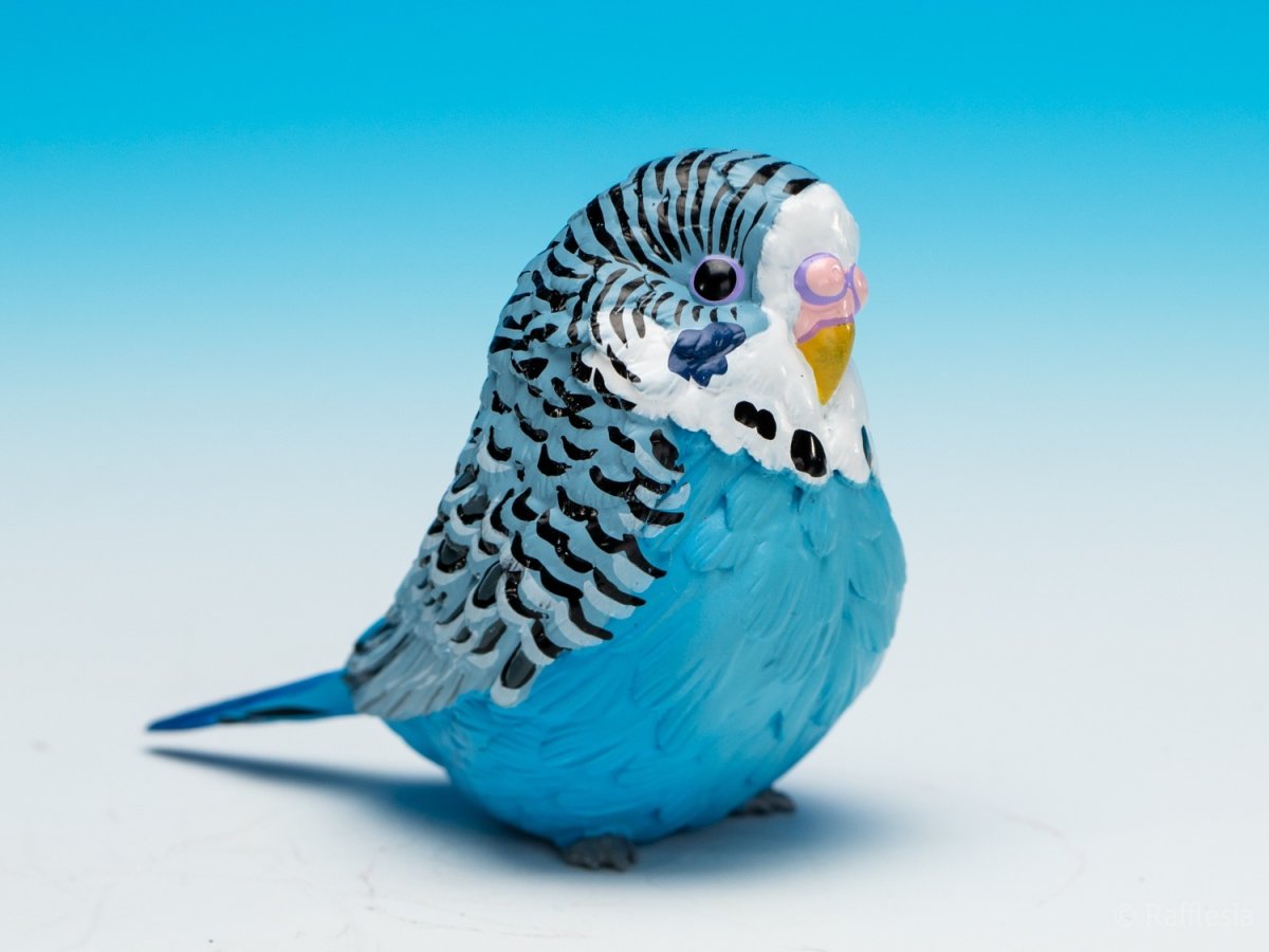 画像10: セキセイインコ（青） (10)