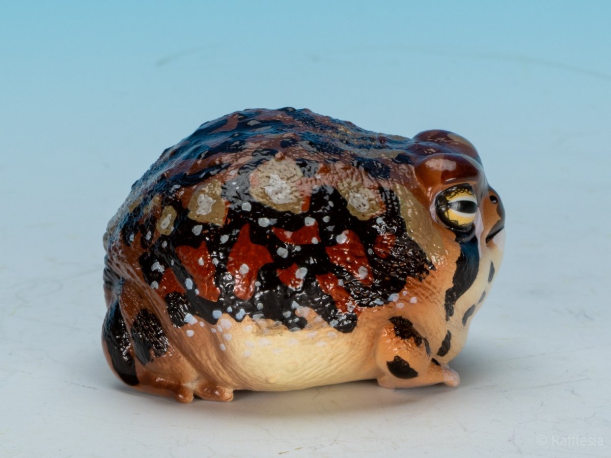 画像2: アメフクラガエル (2)