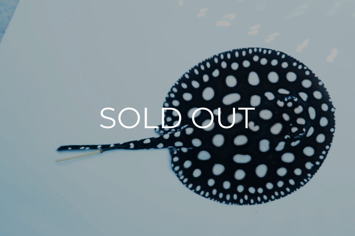 画像3: ダイヤモンドポルカ(オス） NO.2 (3)