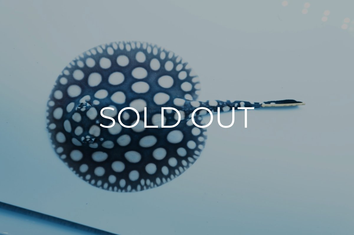 画像5: ダイヤモンドポルカ(メス） NO.6 (5)