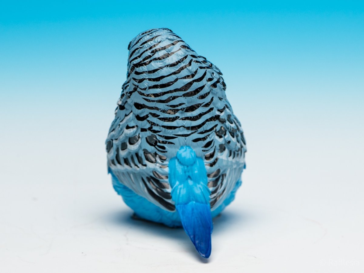 画像9: セキセイインコ（青） (9)