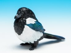 画像1: カササギ (1)