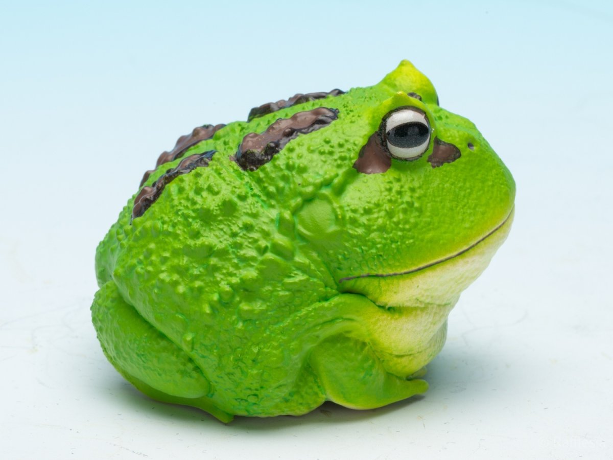 画像9: クラウンウェルツノガエル（宇治抹茶） (9)