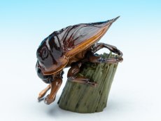 画像5: タガメ (5)