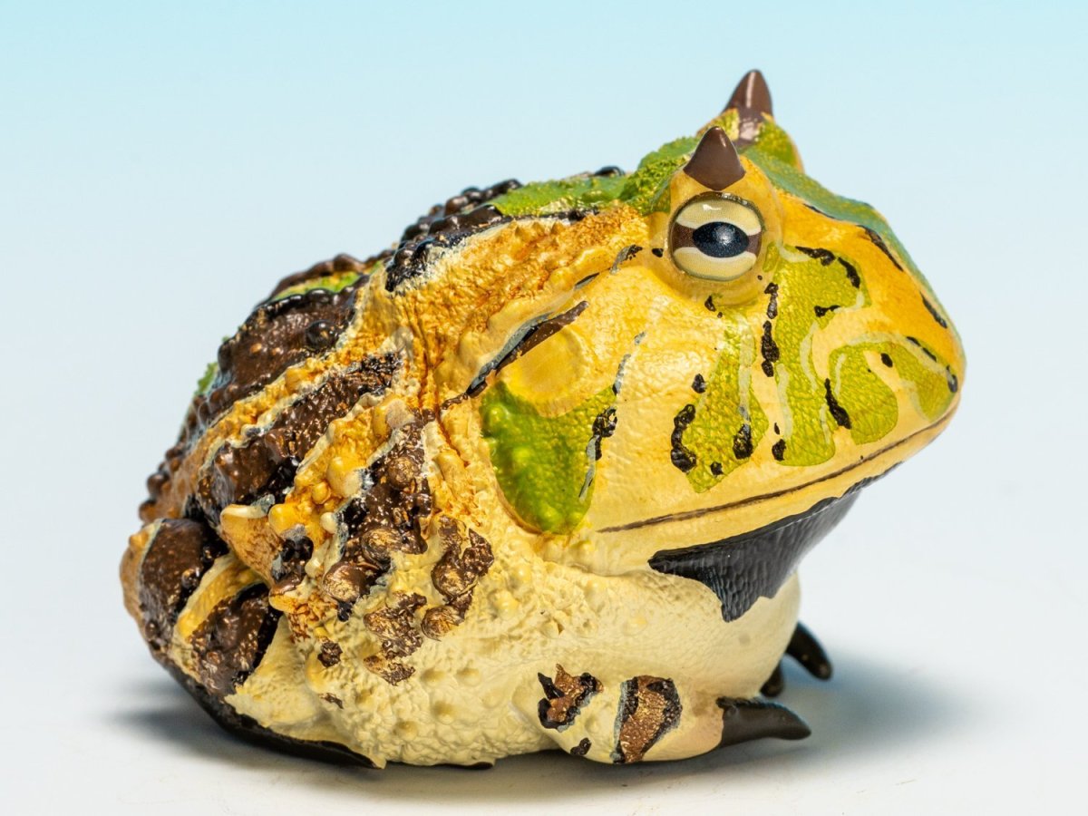 画像3: ベルツノガエル（A） (3)