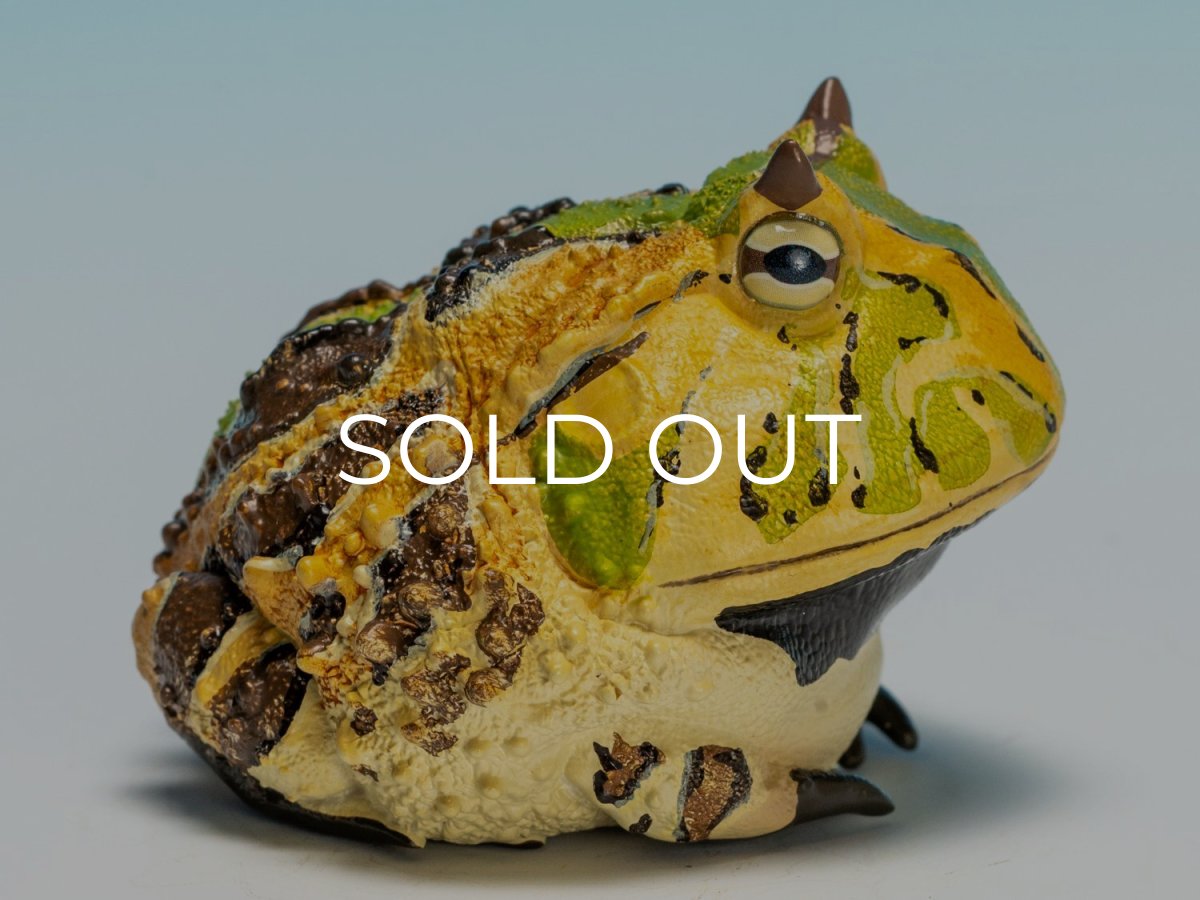 画像3: ベルツノガエル（A） (3)