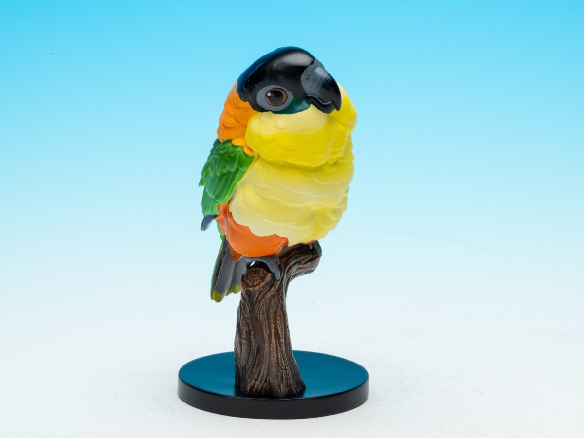 画像9: ズグロシロハラインコ (9)