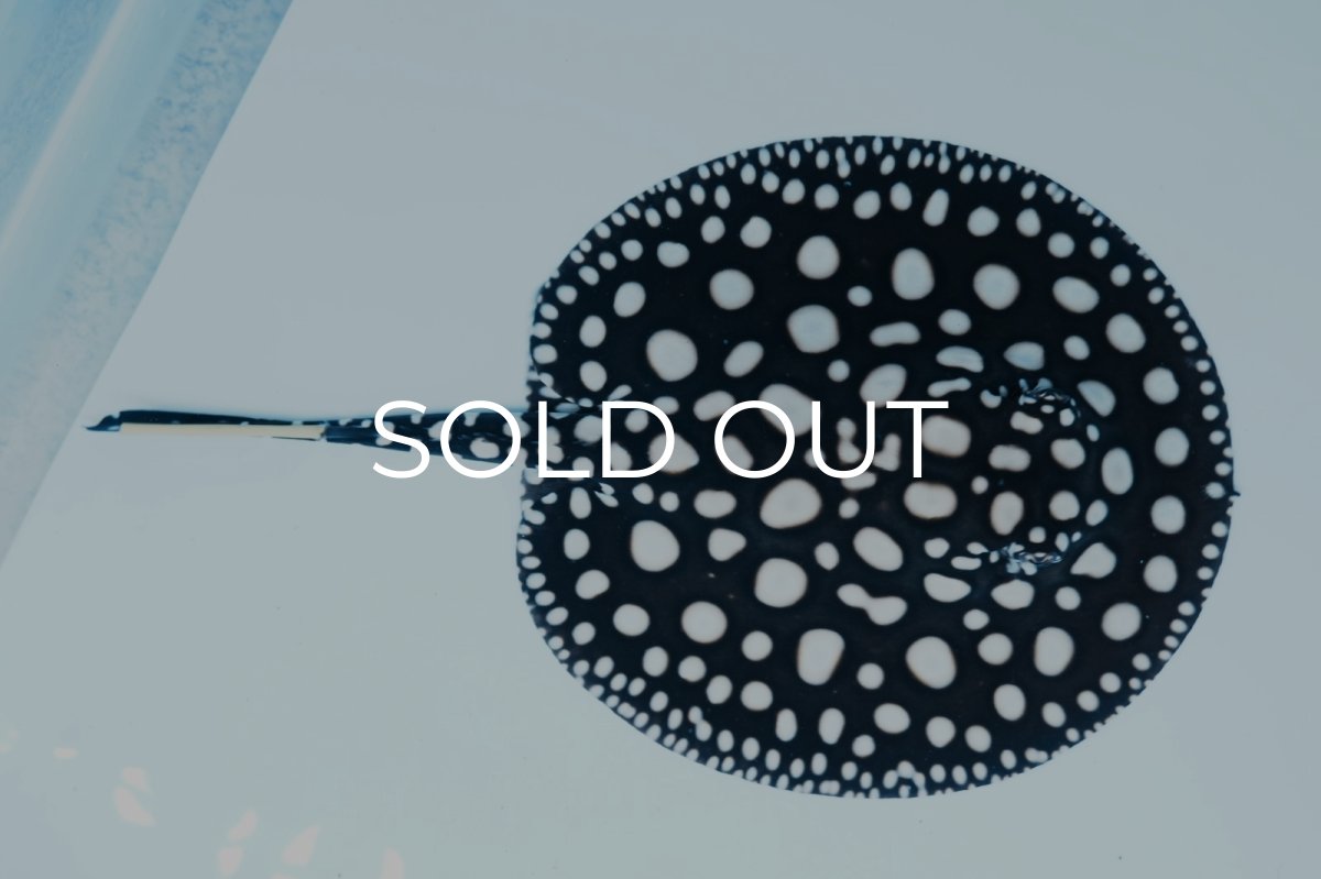 画像3: ダイヤモンドポルカ(メス） NO.1 (3)