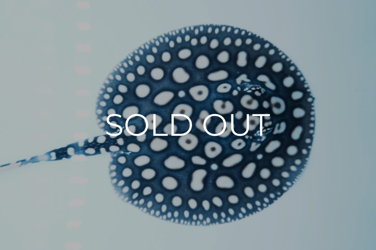 画像2: ダイヤモンドポルカ(オス） NO.4 (2)