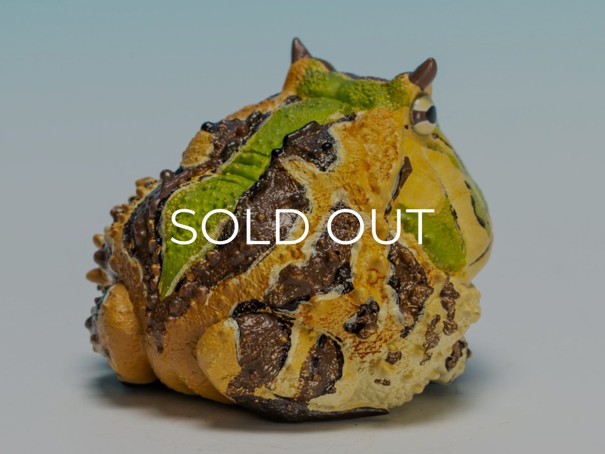 画像4: ベルツノガエル（A） (4)