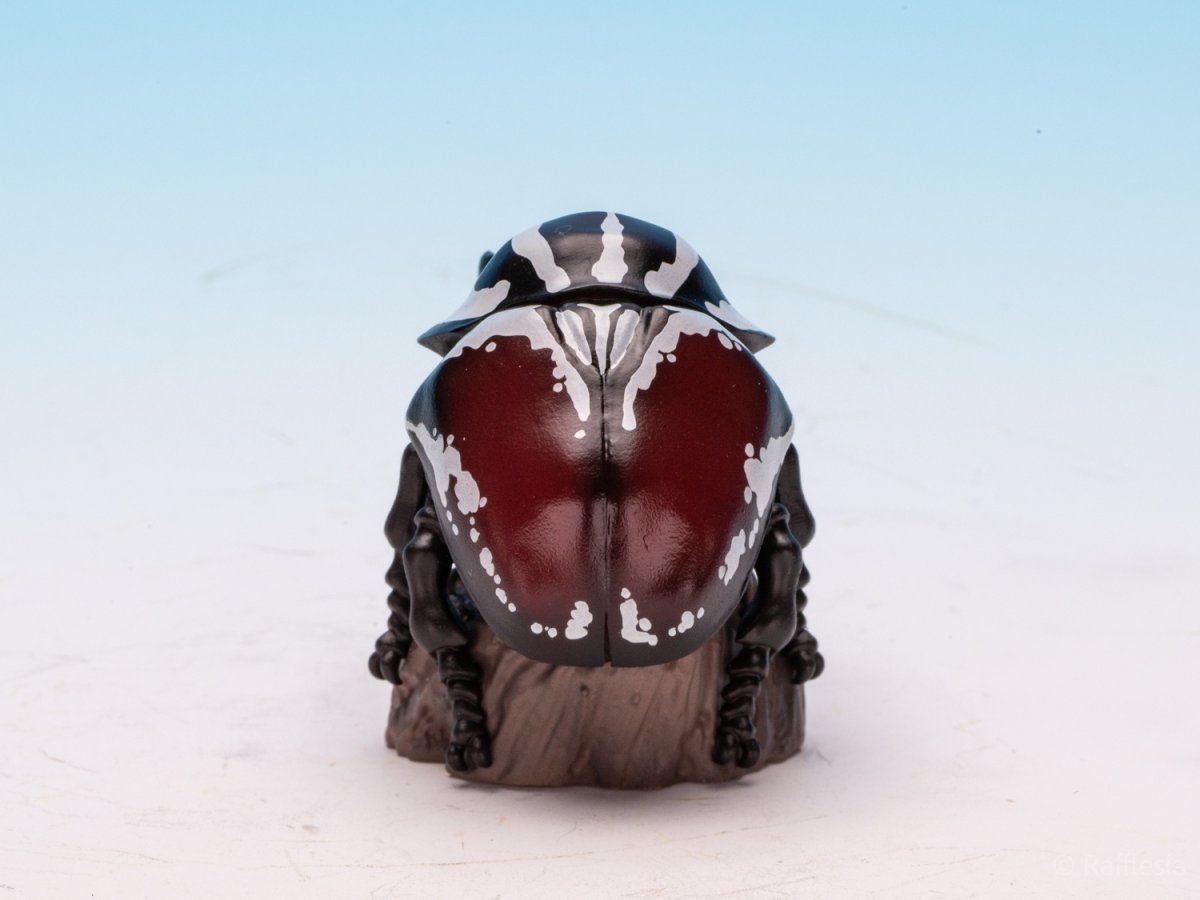 画像6: ゴライアスオオツノハナムグリ【動画あり】 (6)