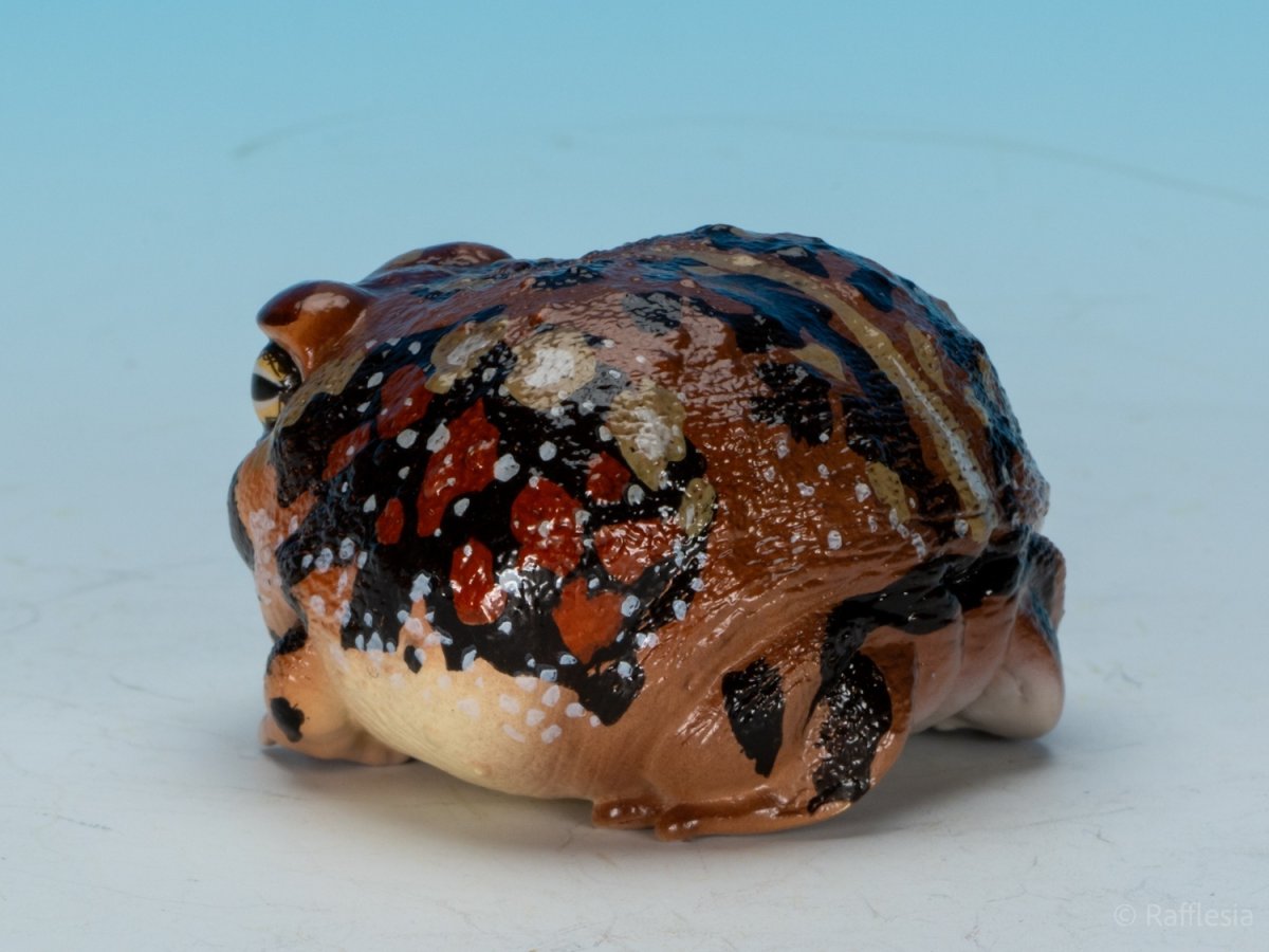 画像5: アメフクラガエル (5)