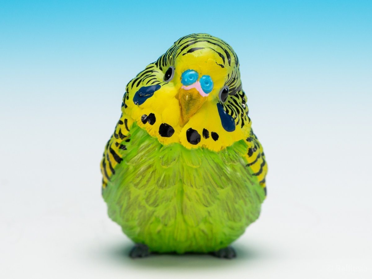 画像3: セキセイインコ（緑） (3)