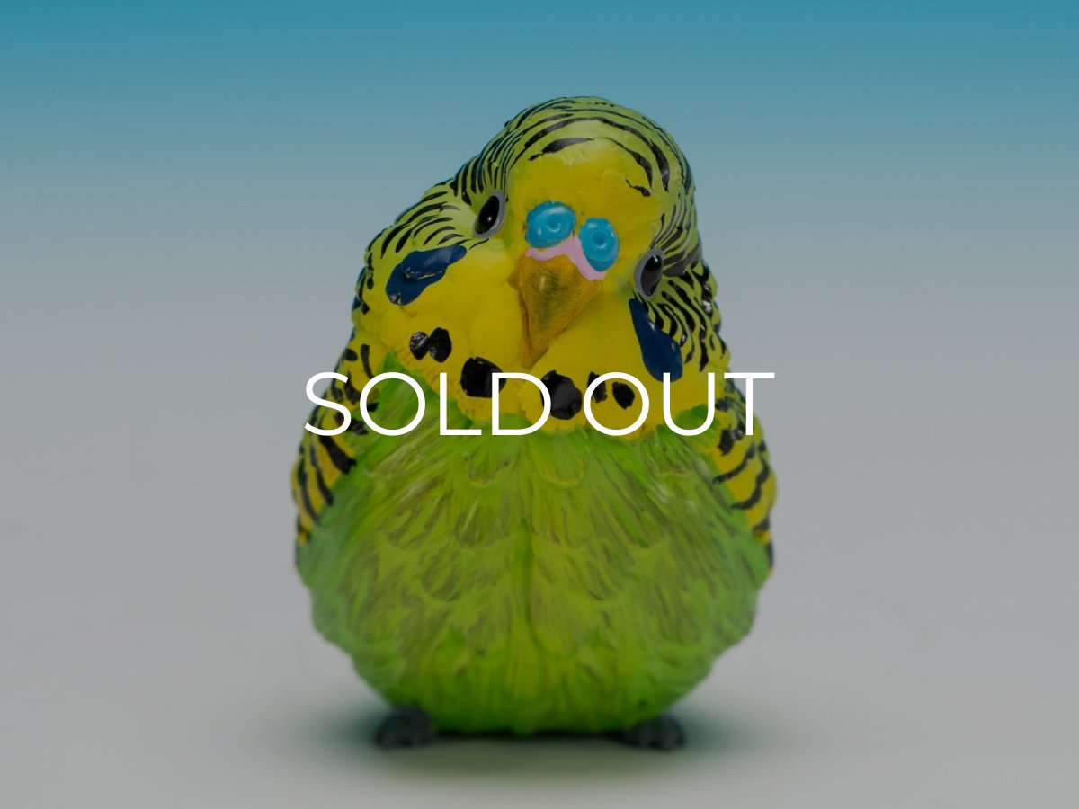 画像3: セキセイインコ（緑） (3)