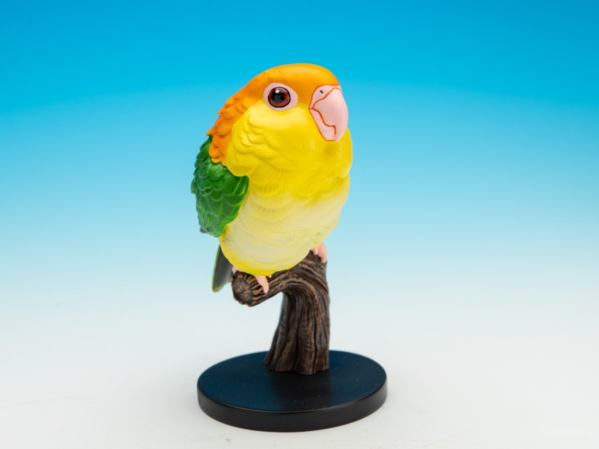 画像1: シロハラインコ (1)