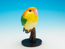画像1: シロハラインコ (1)