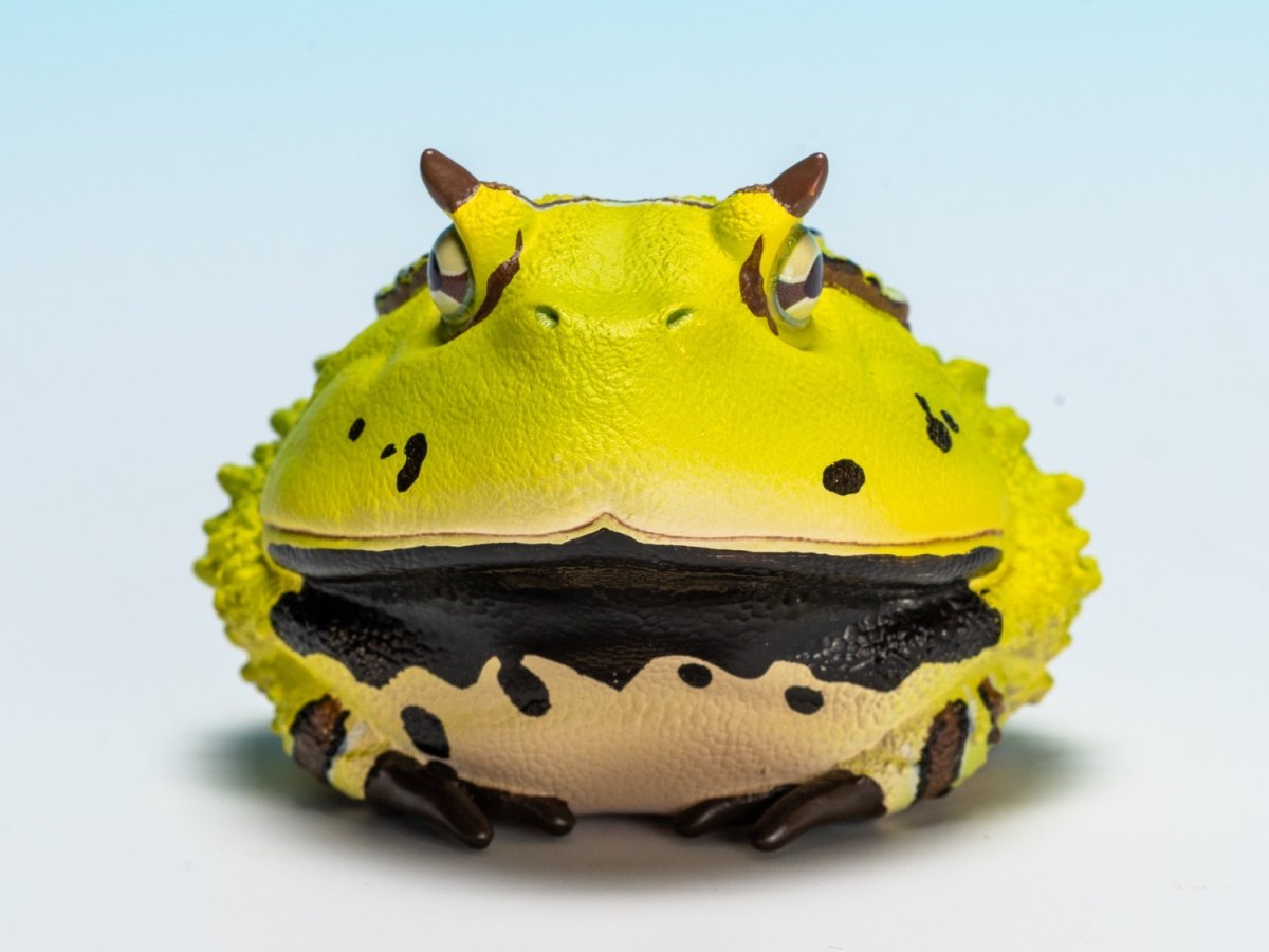 画像9: ベルツノガエル（B） (9)