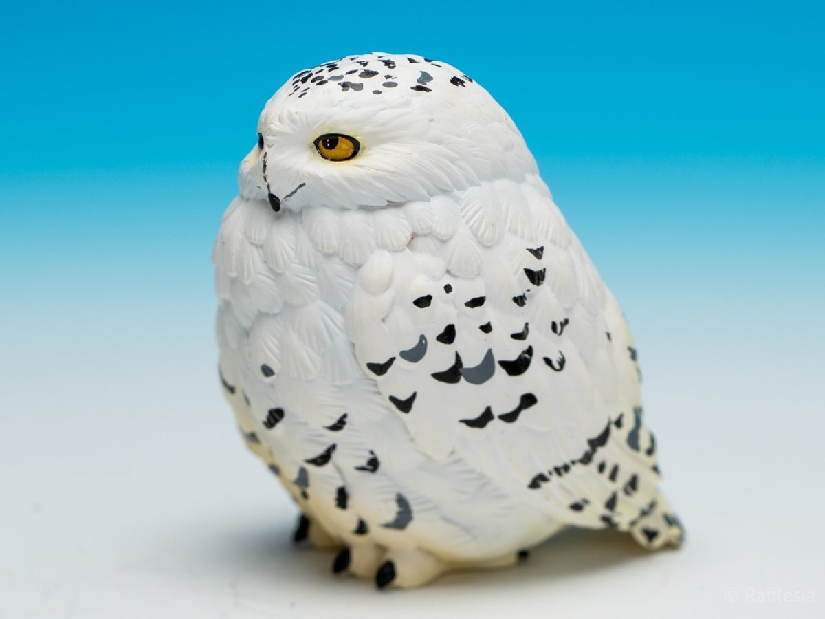 画像2: シロフクロウ【動画あり】 (2)