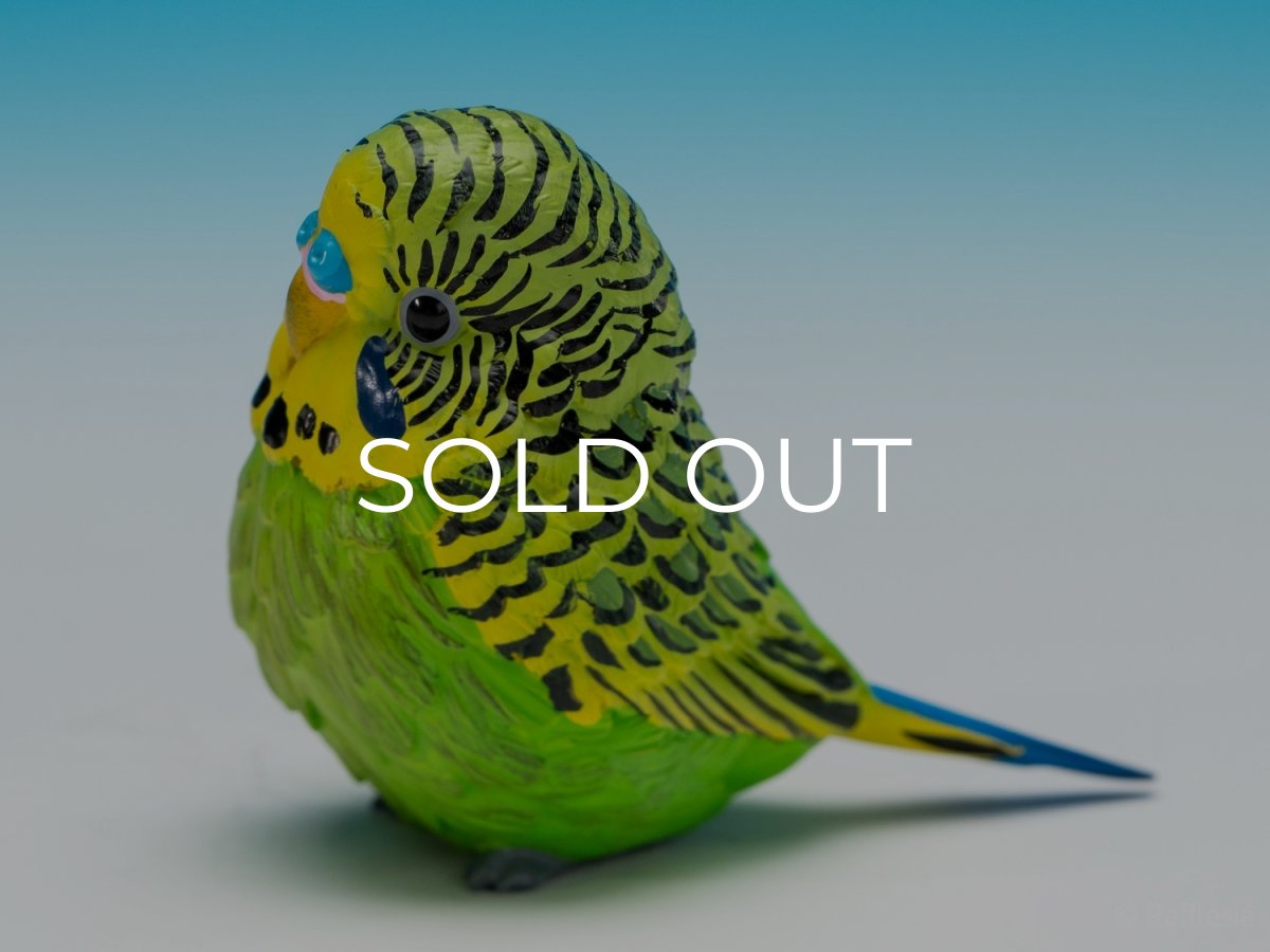 画像5: セキセイインコ（緑） (5)