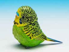 画像5: セキセイインコ（緑） (5)