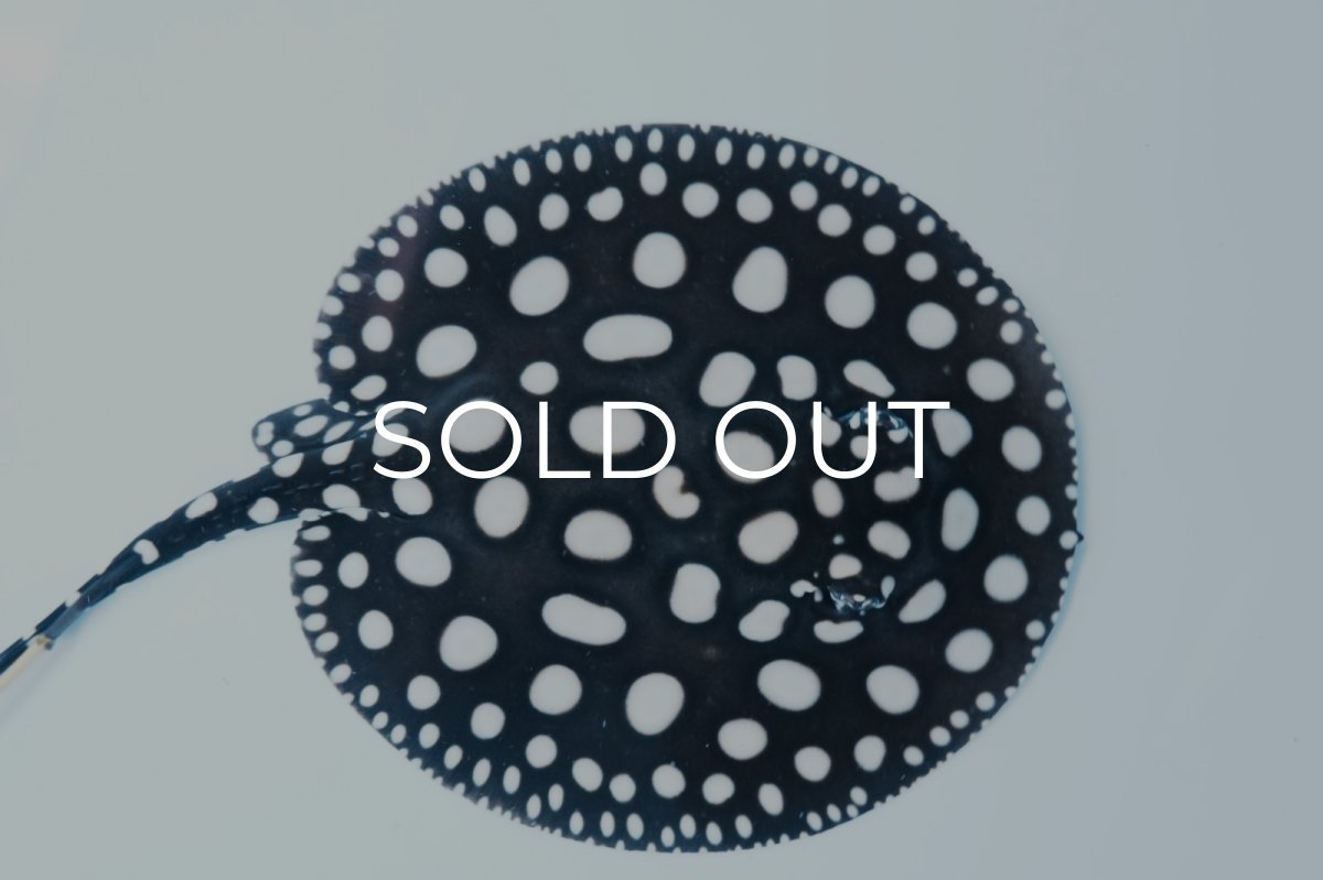 画像2: ダイヤモンドポルカ(オス） NO.2 (2)