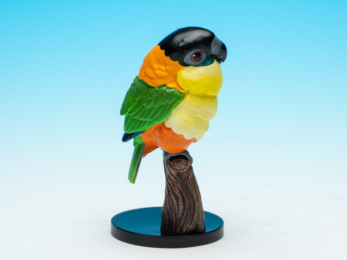 画像8: ズグロシロハラインコ (8)