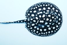 画像1: ダイヤモンドポルカ(オス） NO.3 (1)