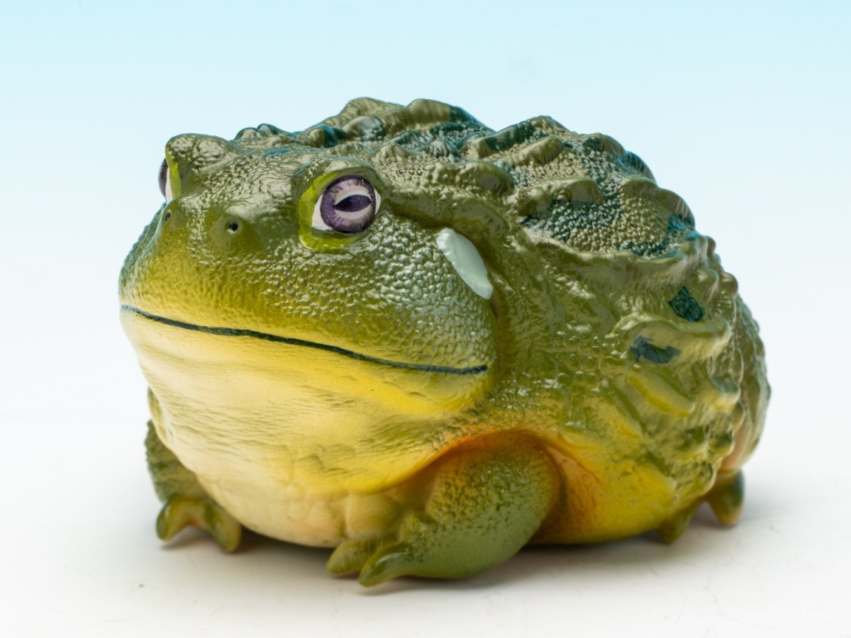 画像4: アフリカウシガエル (4)