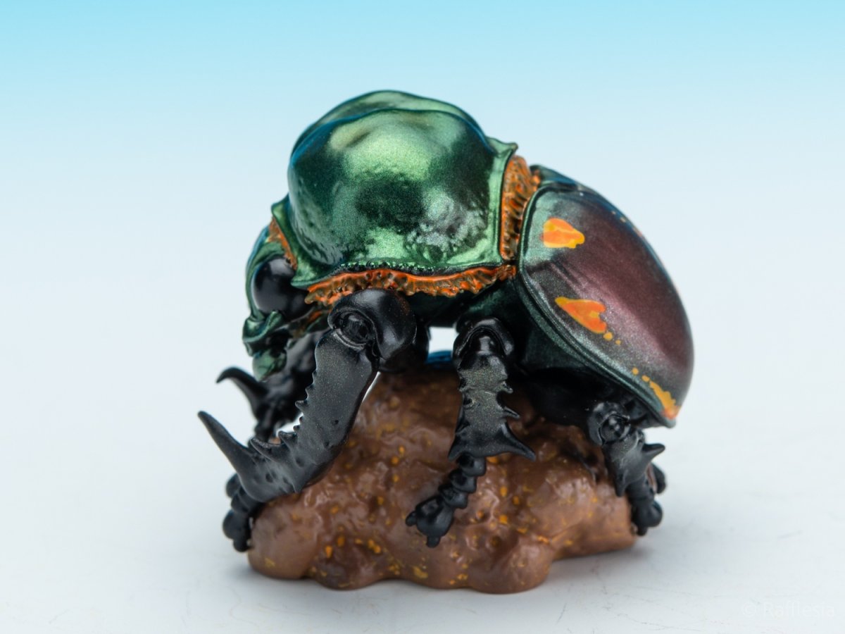 画像4: ヤンバルテガネコガネ【動画あり】 (4)