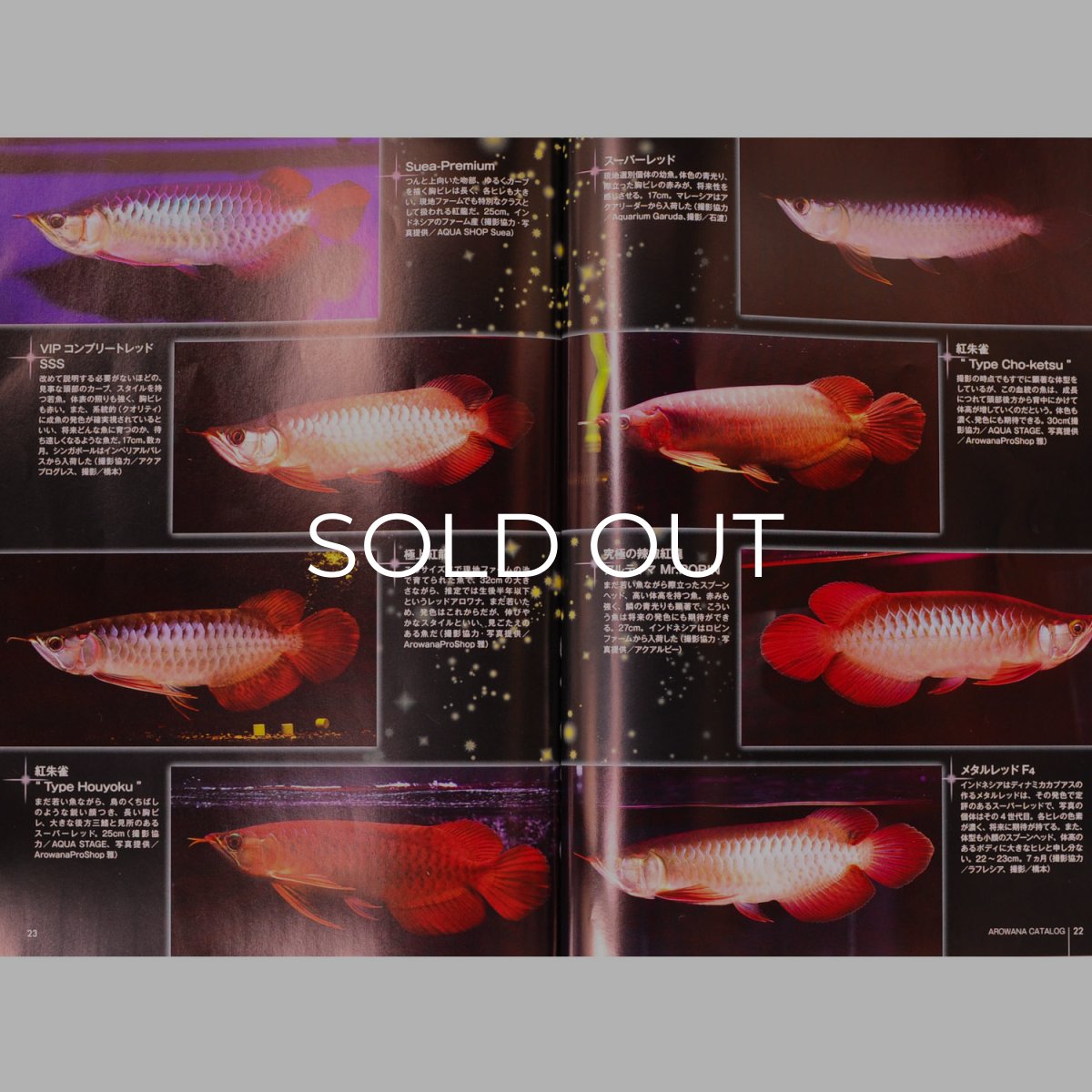 画像3: アロワナライブ　VOL.１ (3)