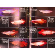 画像3: アロワナライブ　VOL.1 (3)