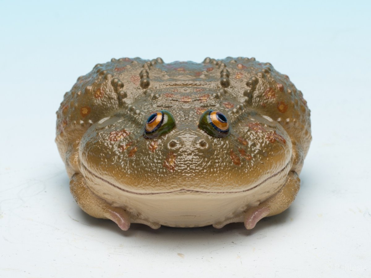 画像3: タピオカガエル (3)