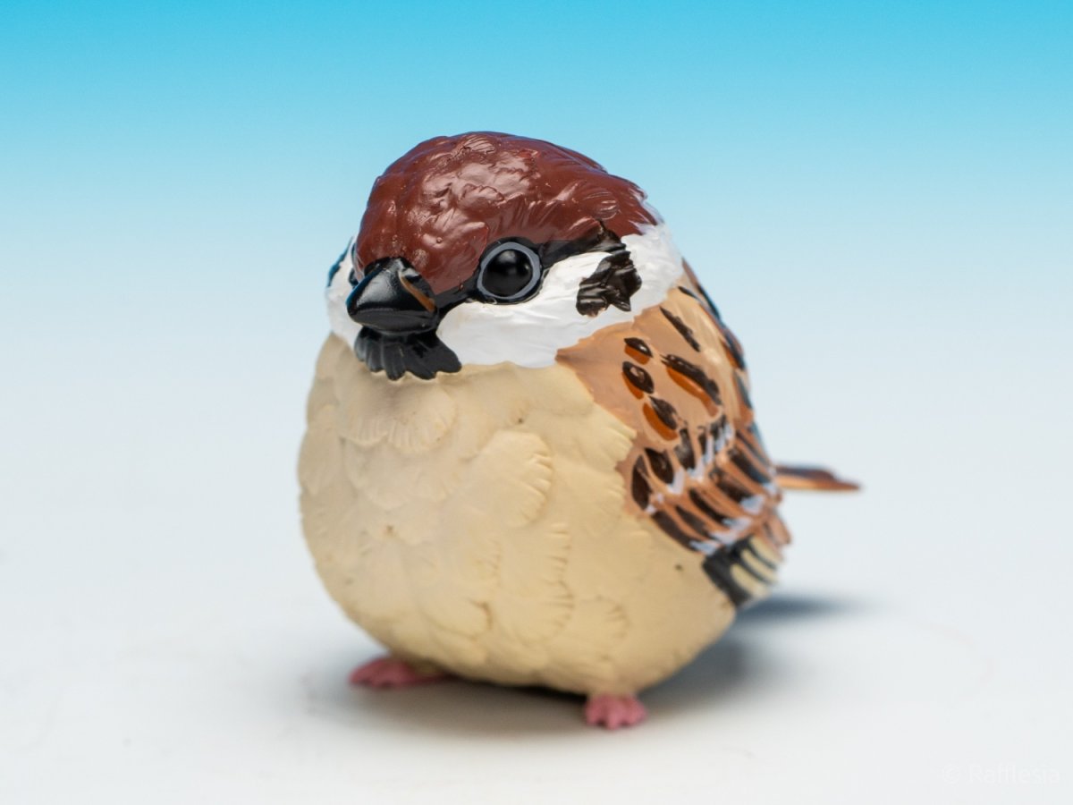 画像10: スズメ (10)