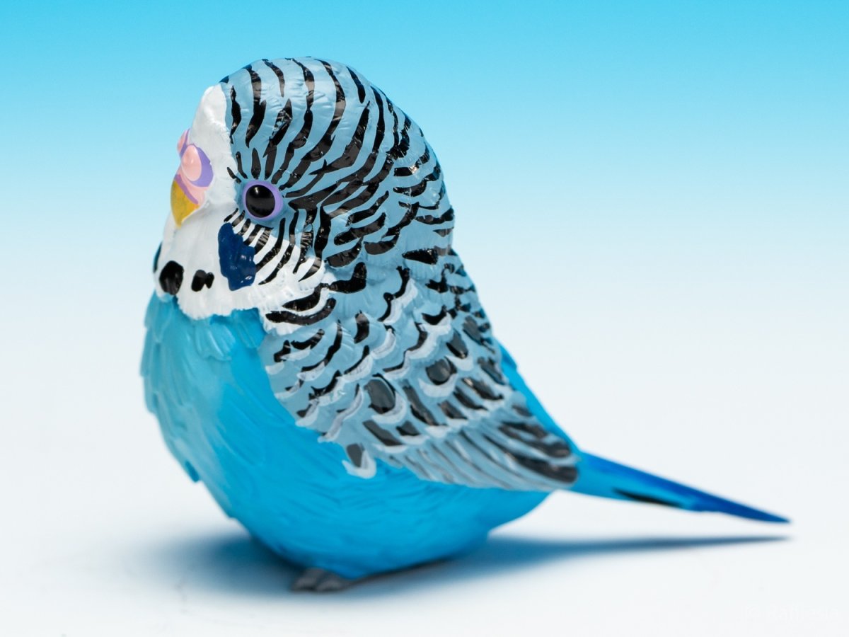 画像7: セキセイインコ（青） (7)
