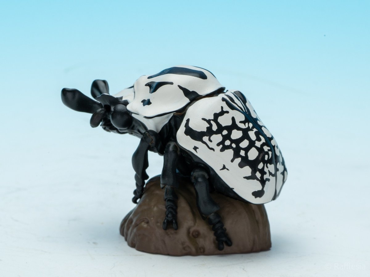 画像5: ゴライアスオリエンタリス【動画あり】 (5)