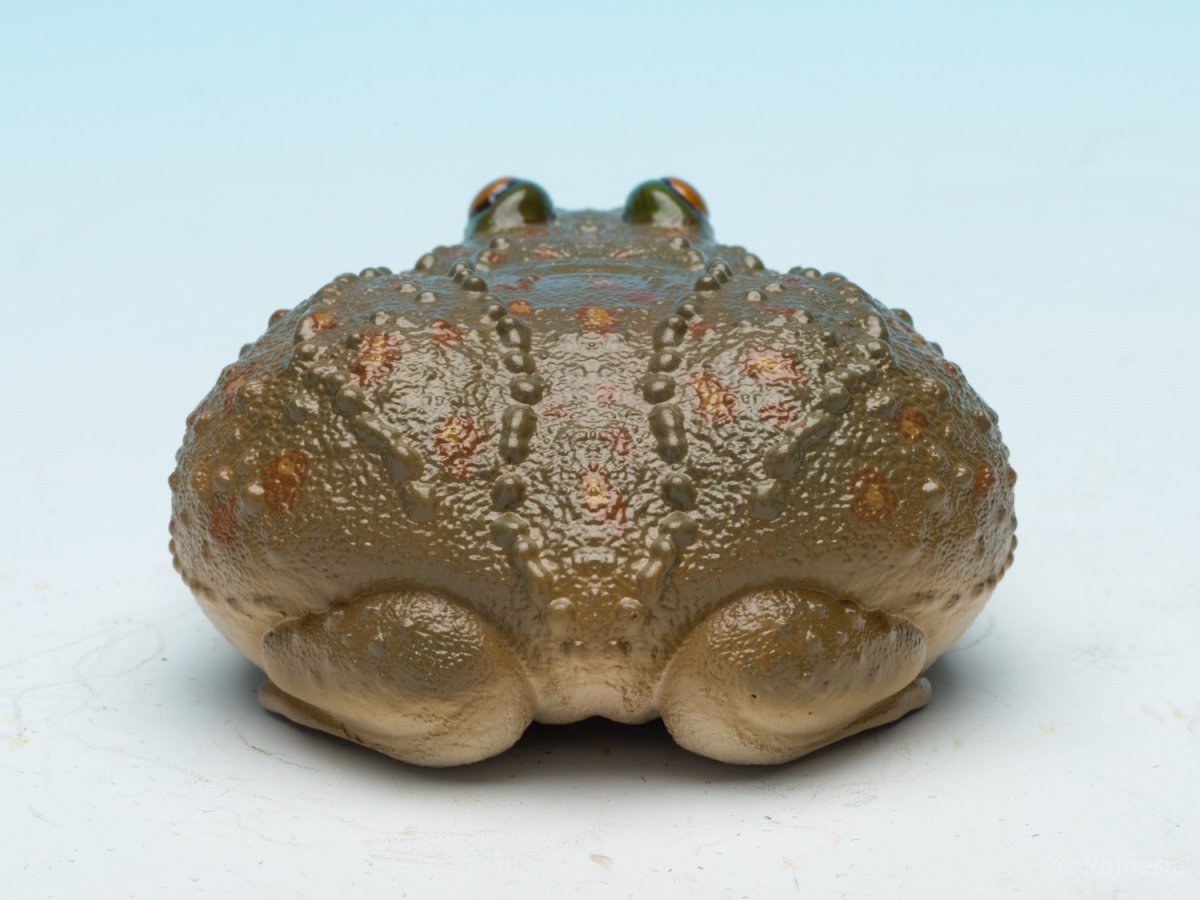 画像7: タピオカガエル (7)