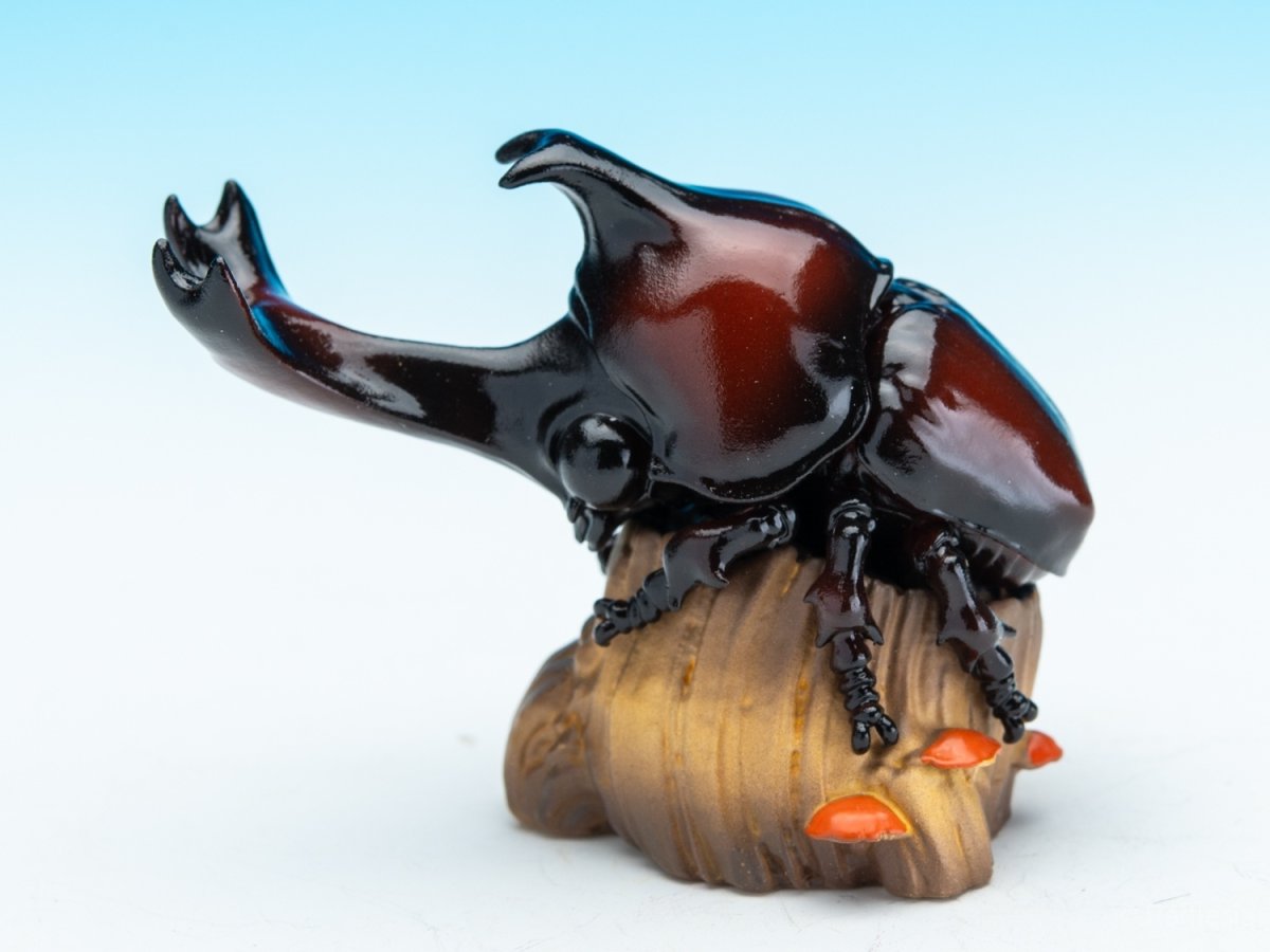 画像2: カブトムシ (2)