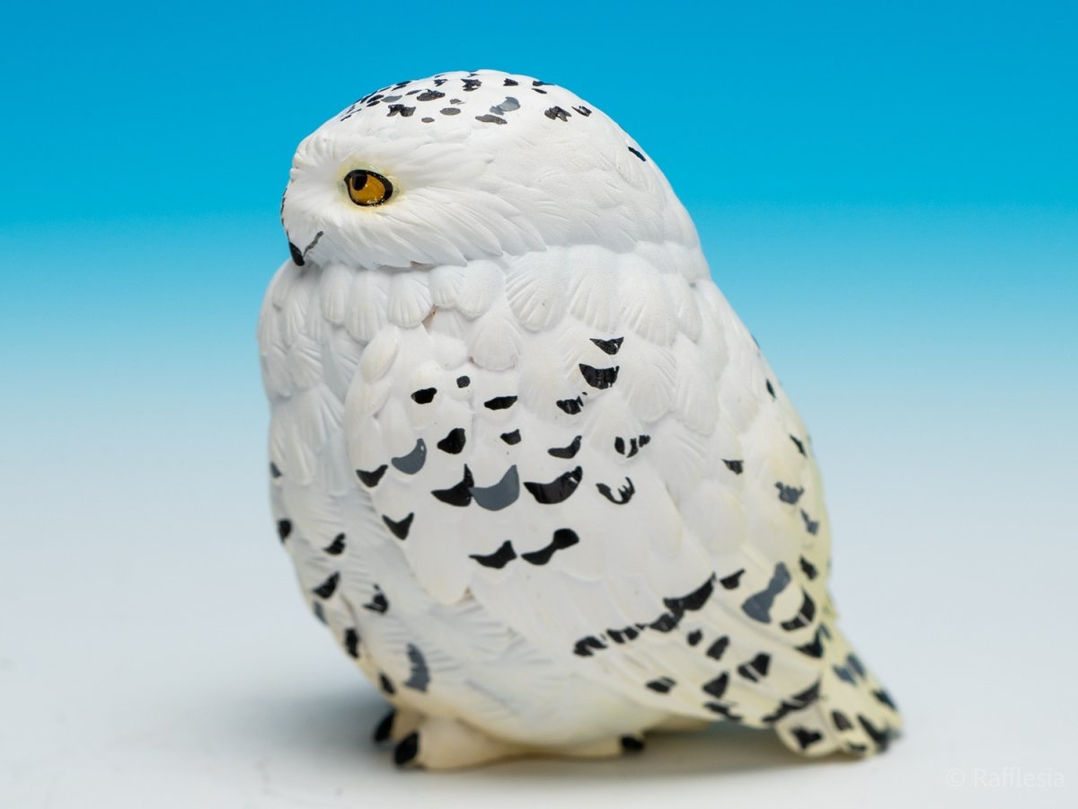 画像3: シロフクロウ【動画あり】 (3)