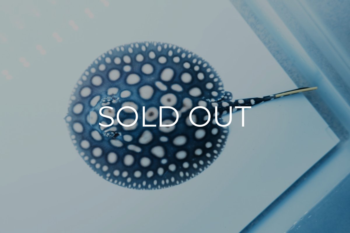 画像2: ダイヤモンドポルカ(オス） NO.5 (2)