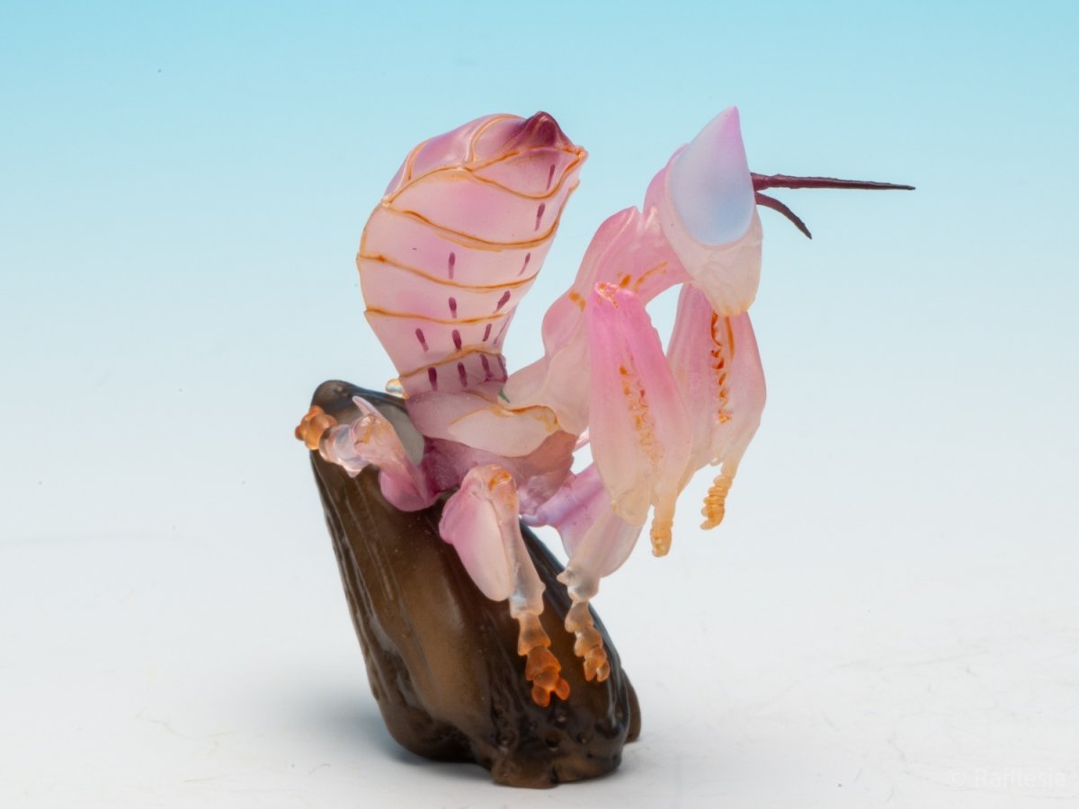 画像7: ハナカマキリ【動画あり】 (7)