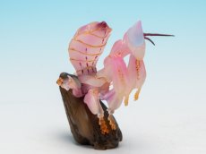 画像7: ハナカマキリ (7)