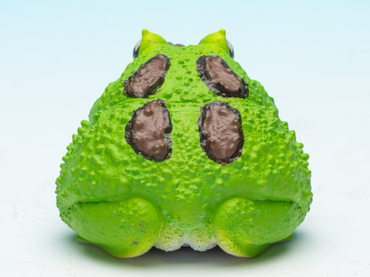 画像7: クラウンウェルツノガエル（宇治抹茶） (7)