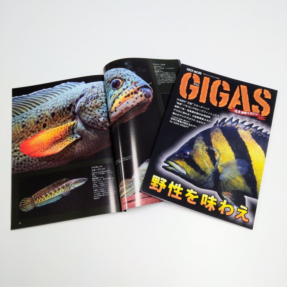 画像2: GIGAS　Vol.５ (2)