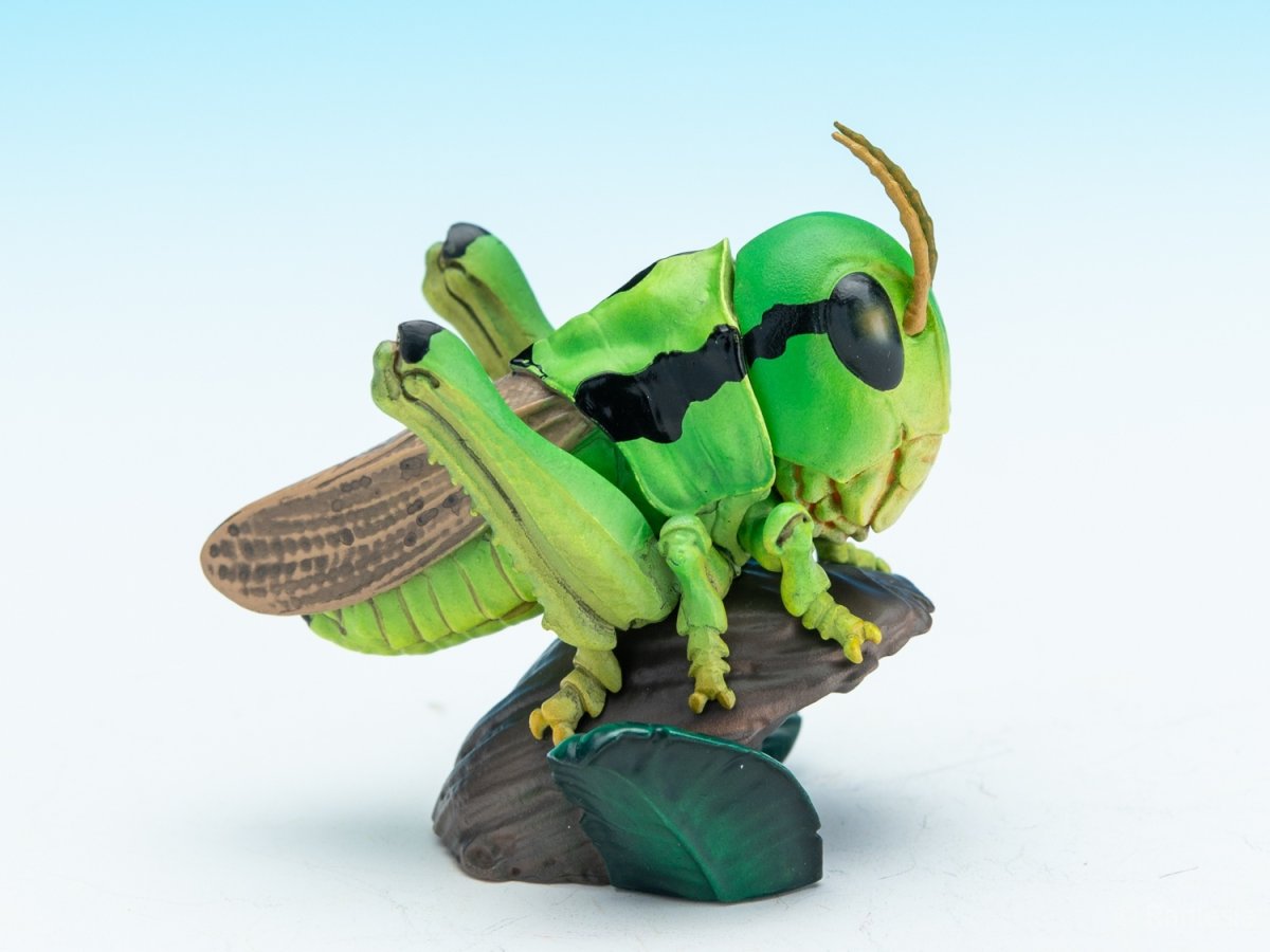 画像6: イナゴ【動画あり】 (6)