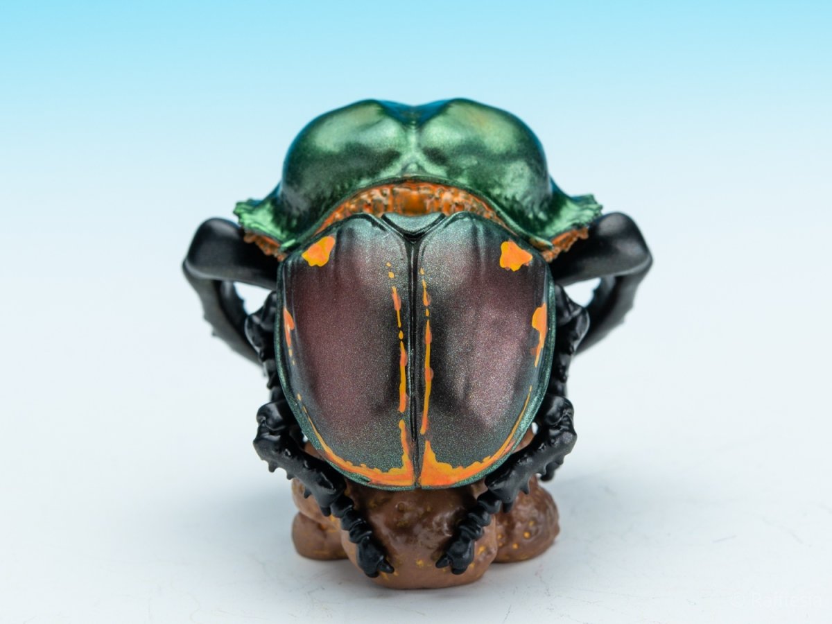 画像6: ヤンバルテガネコガネ【動画あり】 (6)