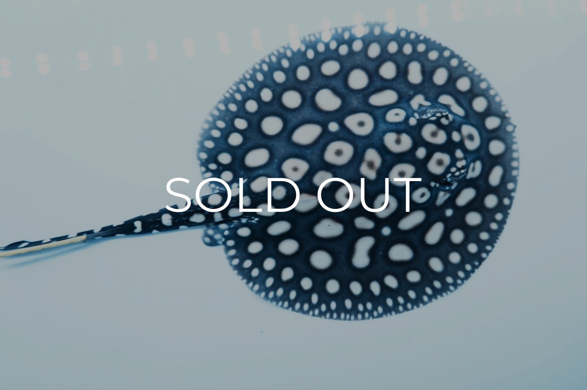 画像3: ダイヤモンドポルカ(オス） NO.4 (3)