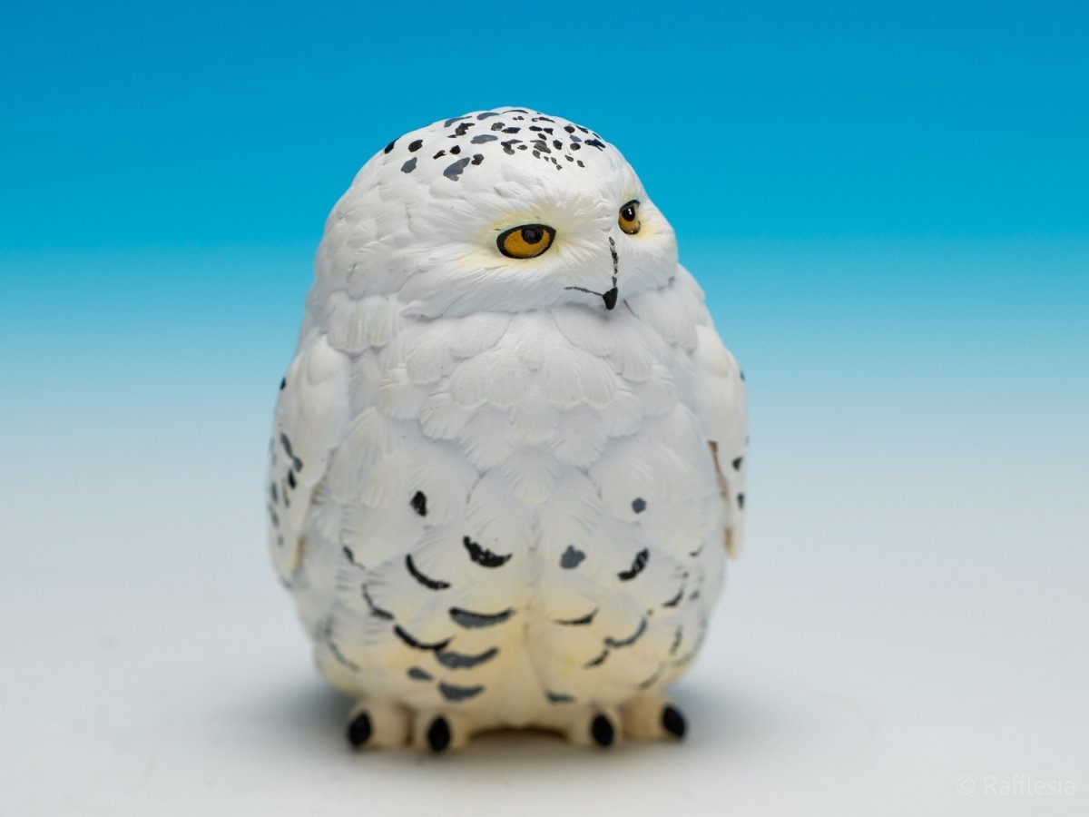 画像9: シロフクロウ【動画あり】 (9)