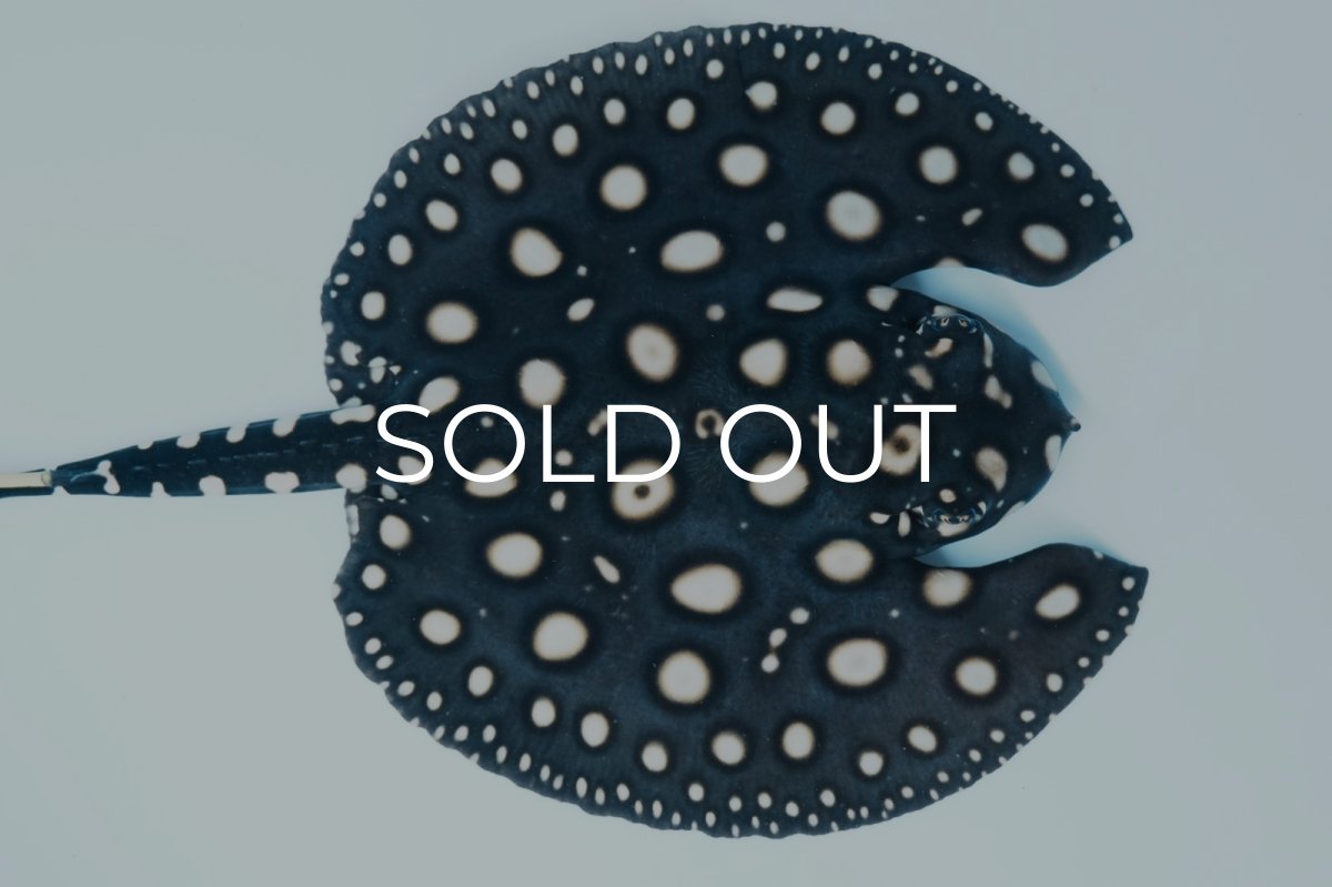 画像3: バットマンスティングレイ NO.4 (3)