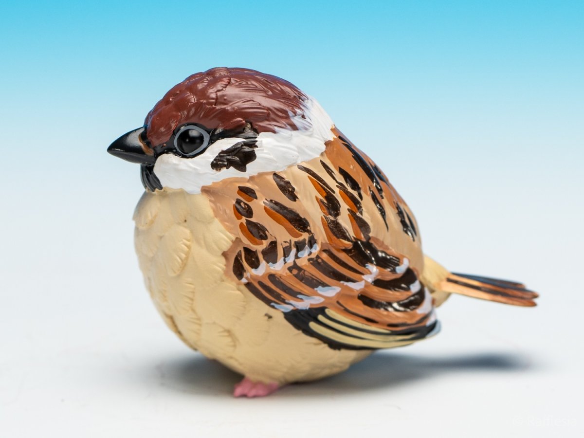 画像2: スズメ (2)