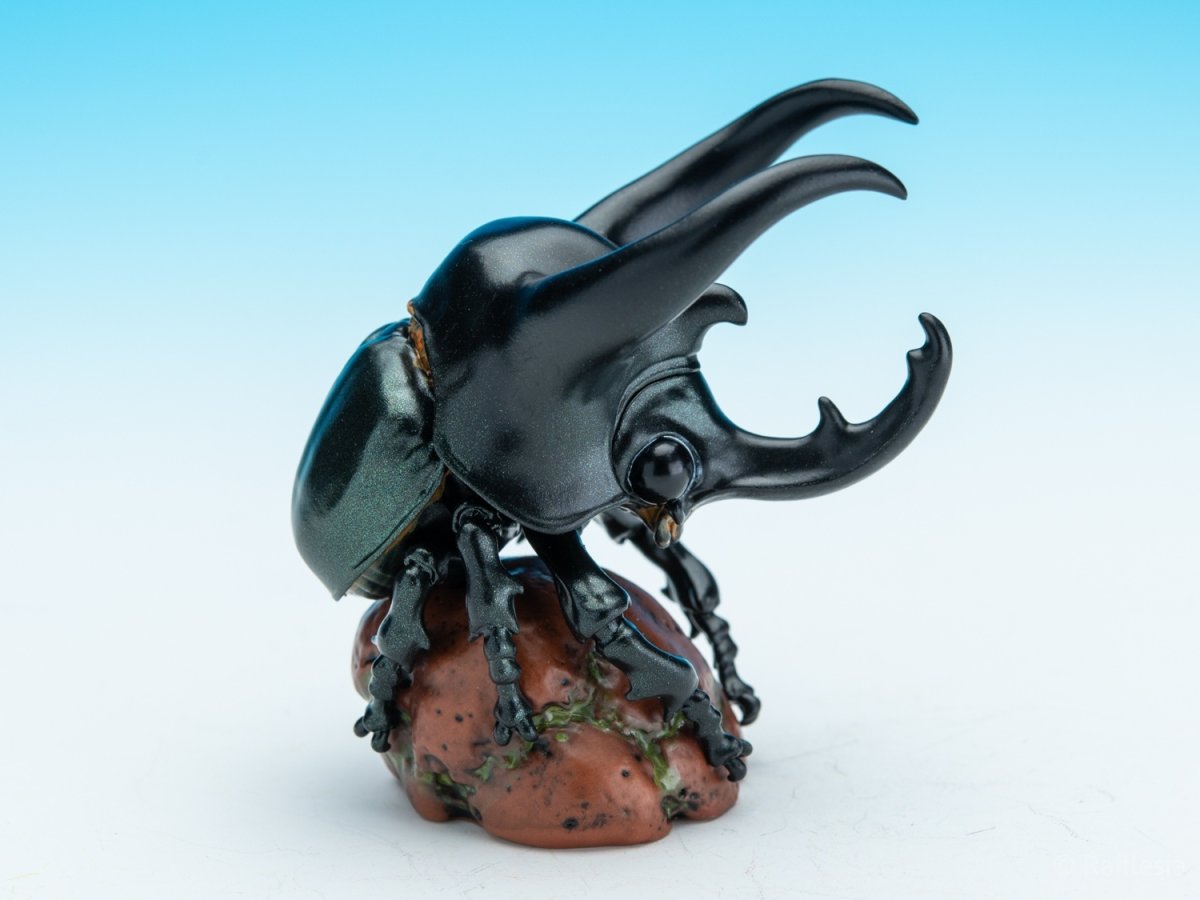 画像3: アトラスオオカブト (3)